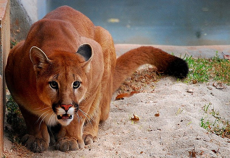 Ready to pounce, brown, grass, cougar, black, cat, sand, white, hunter, HD wallpaper