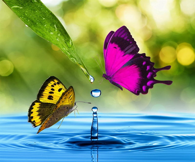 Drinking Fountain, colorful, yellow, butterflies, leaf, leaves, water, green, purple, bright, drink, blue, HD wallpaper