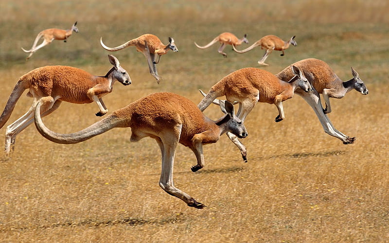 wildlife, australia, kangaroo, HD wallpaper