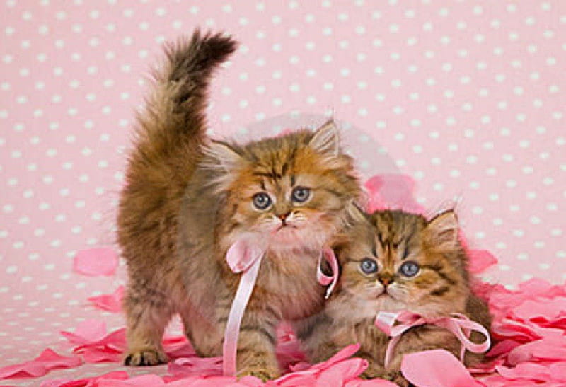 Chinchilla Persian Kittens, persian, kittens, chinchilla, cats, animals, HD wallpaper