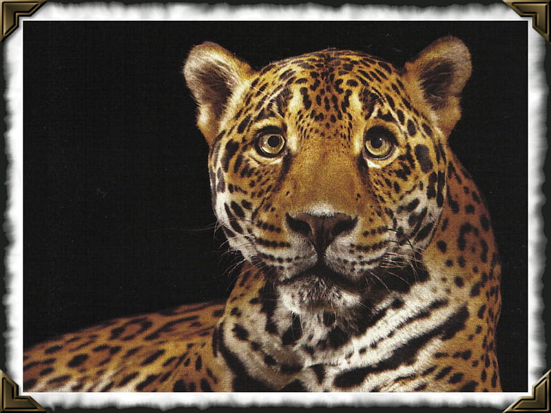 Panthera Onca - Jaguar , feline, graphy, wildlife, jaguar, cat, animal, HD wallpaper