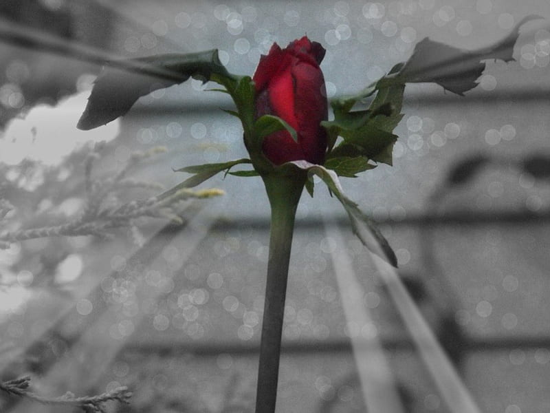 single red rose black and white background