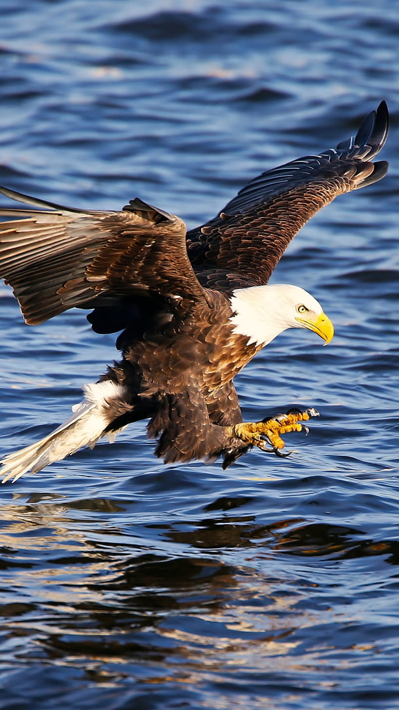 Eagle, america, birds, black, eagles, flags, prey, usa, white, HD phone wallpaper