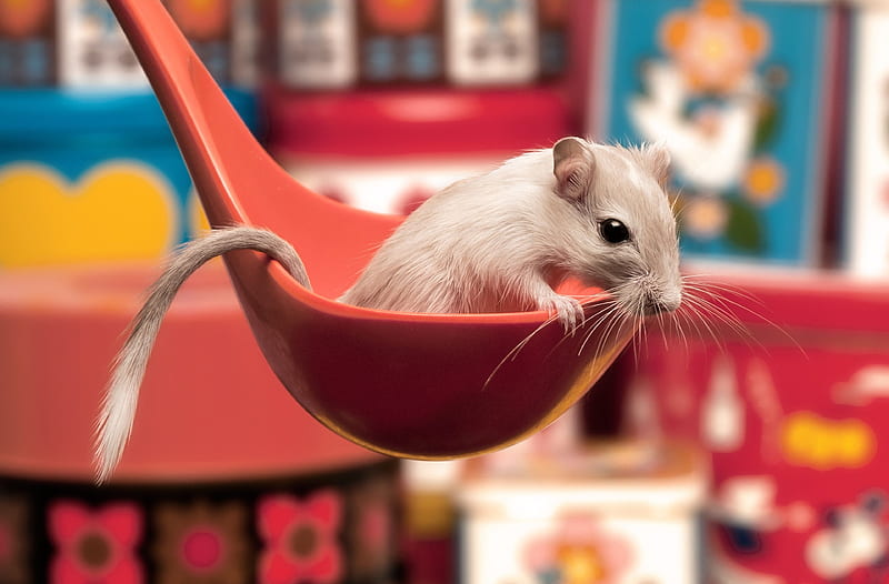gerbil high resolution for . Gerbil, Pet mice, Cute animals, HD wallpaper