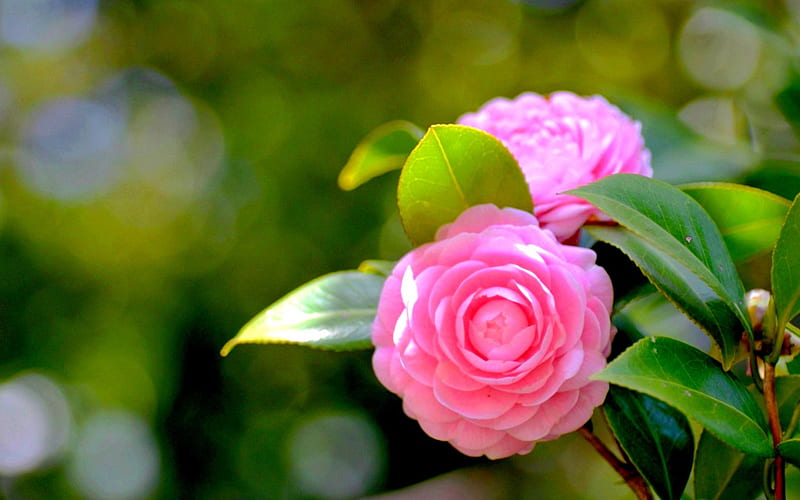 PINK CAMELIA, flower, petals, pink, camellia, HD wallpaper
