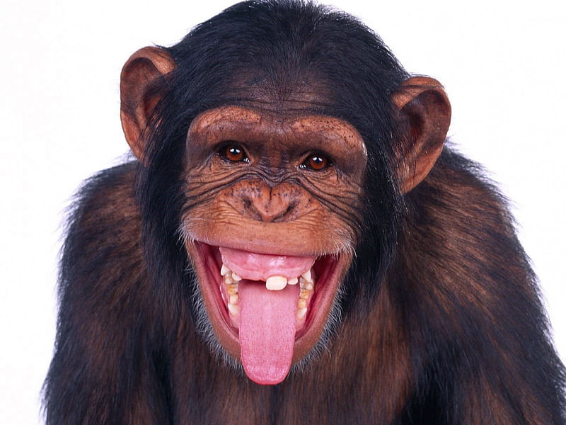 Chimpanzee Sticking Out Tongue, monkey, chimpanzee, chip, george bush, sticking out tongue, tongue, HD wallpaper