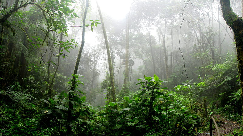 Rainforest during Foggy Day, HD wallpaper