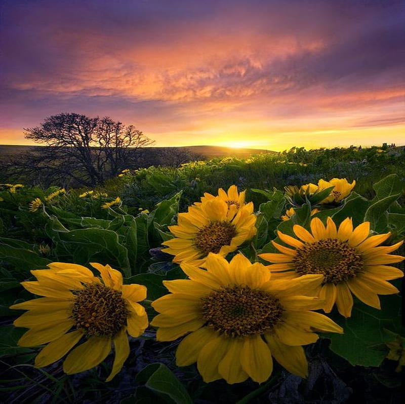 Field of sunflowers, Sunflowers, Field, Trees, Sunset, HD wallpaper