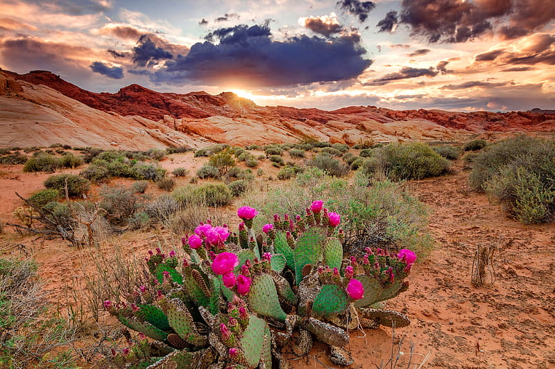 Amazing sunset, amazing, USA, desert, wildflowers, Nevada, sunset, sky, cactus, spring, HD wallpaper