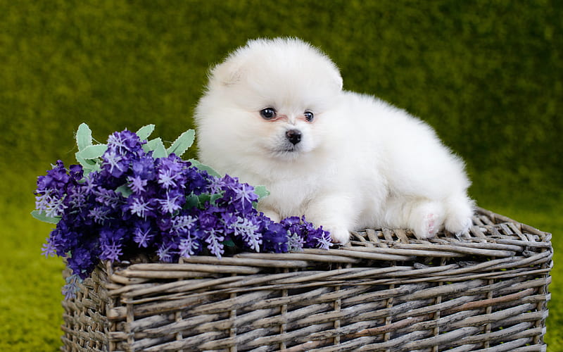Pomeranian, white fluffy puppy, cute white small dog, spitz, puppies, cute animals, HD wallpaper