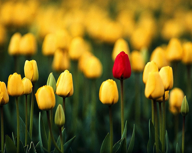 One-of-a-Kind, red, flowers, yellow, nature, tulips, outdoors, HD wallpaper