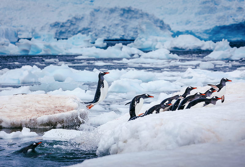 Birds, Penguin, Bird, Ice, Water, Winter, HD wallpaper
