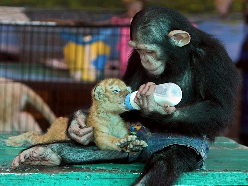 Feeding Time!!, cute, monkey, bottle, feed, cub, funny, yiger, sweet, HD wallpaper