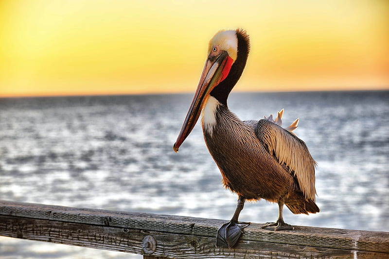 bird, animals, birds, pelican, coast, beak, HD wallpaper