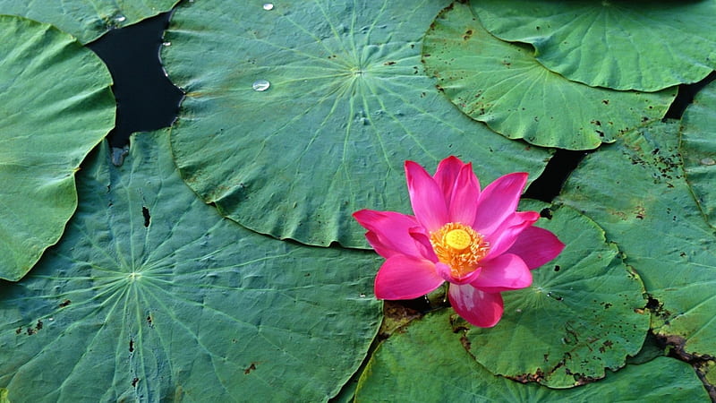 Lotus, pad, green, flower, skin, pink, leaf, HD wallpaper