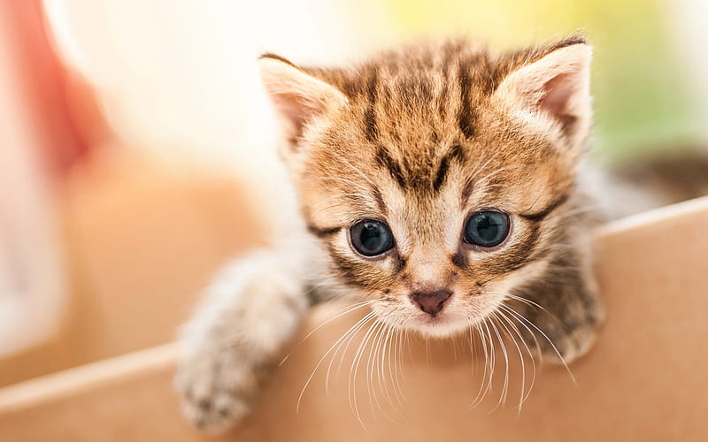 small kitten, cute little animals, kitten in hands, gray eyes, gray cat, HD wallpaper