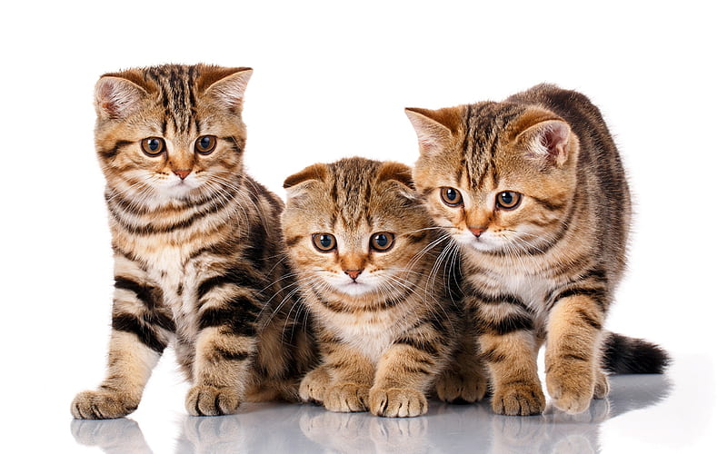 Scottish Fold cat, little kittens cute animals, trio, cats, HD wallpaper