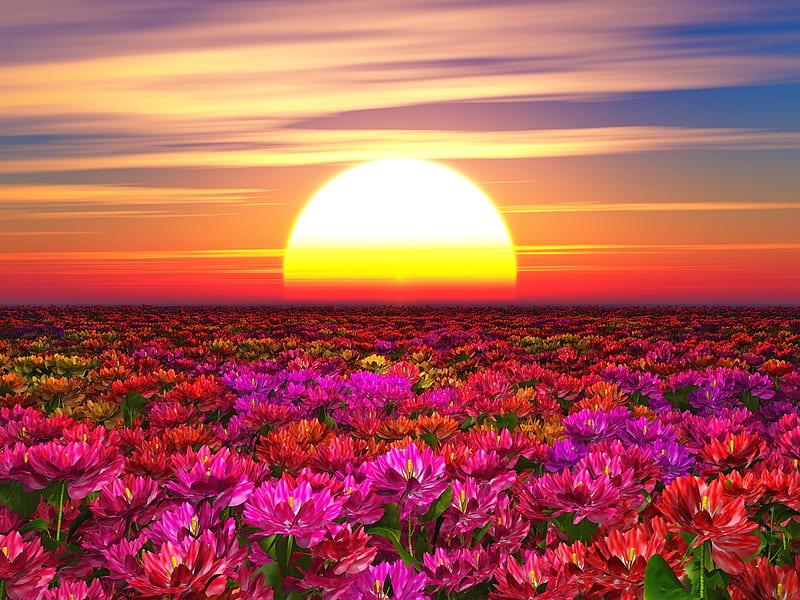 Sunset over flowers field, sky, field, sun, fiery, flowers, sunset, bonito, HD wallpaper