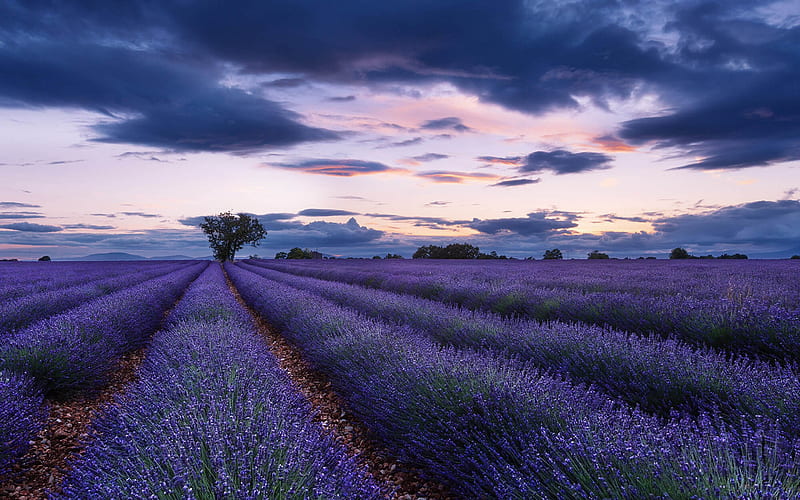 Provence, lavender field, evening, sunset, wildflowers, lavender, flower field, France, HD wallpaper
