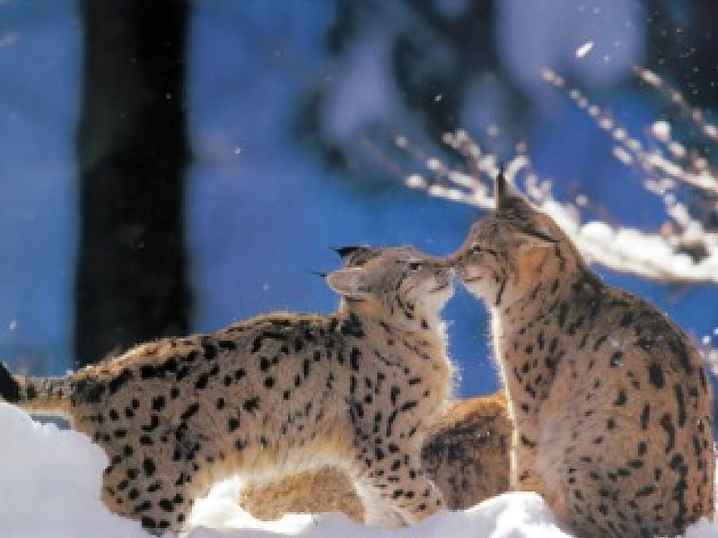 Clubhouse Greeting, snow, 2 lynx, sniffing noses, trees, winter, HD wallpaper