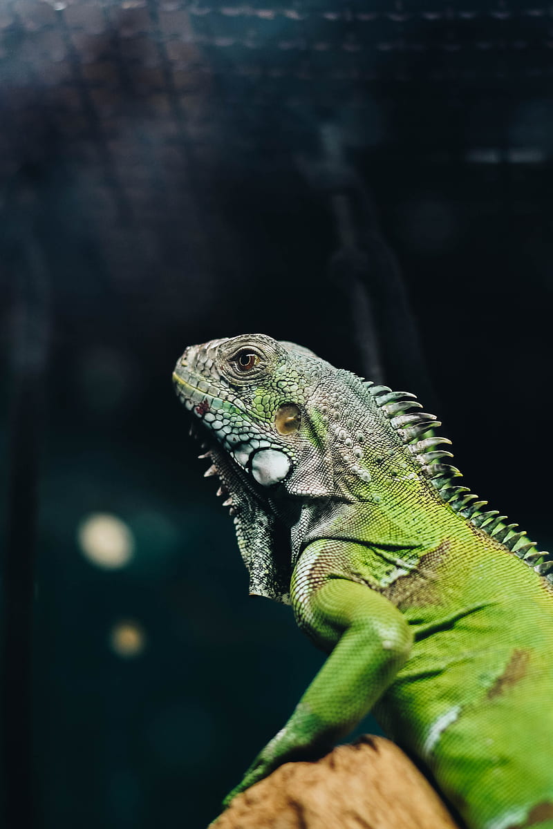 iguana, lizard, reptile, green, HD phone wallpaper