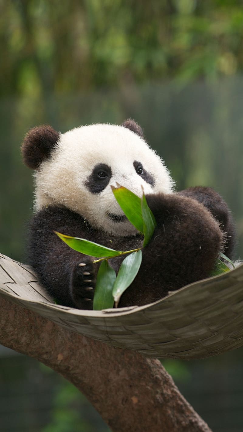 Panda Live, Bamboo Leaves, baby panda, animal, HD phone wallpaper | Peakpx