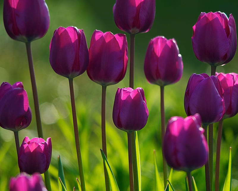 Purple Tulips, field, flower, nature, tulip, HD wallpaper