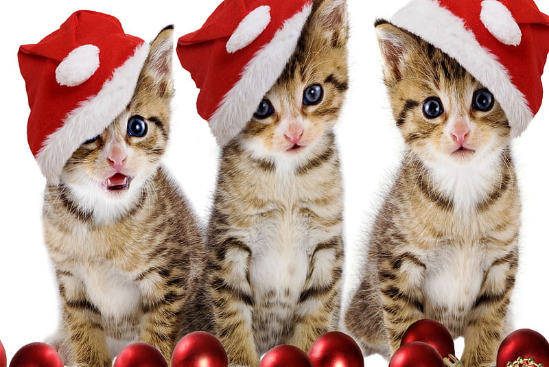 Kittens, animals, cats, christmas, HD wallpaper | Peakpx