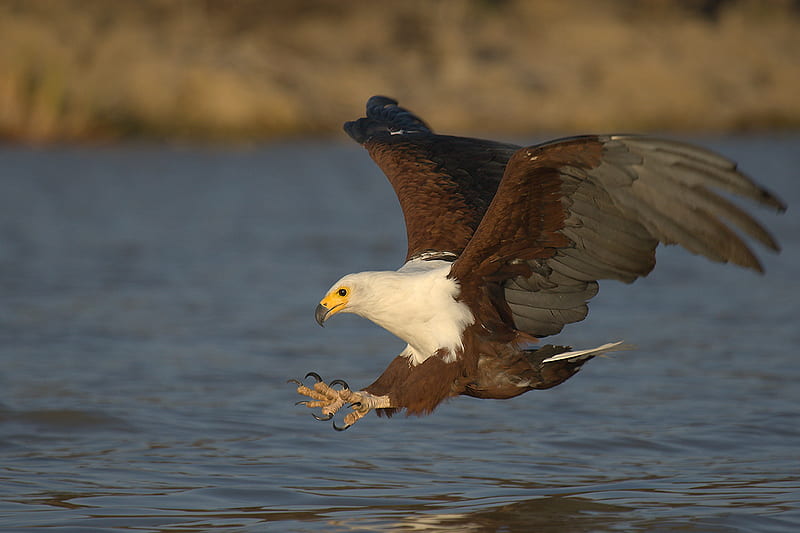Fish Eagle Hunting, bird, hunting, african, eagle, fish eagle, HD wallpaper