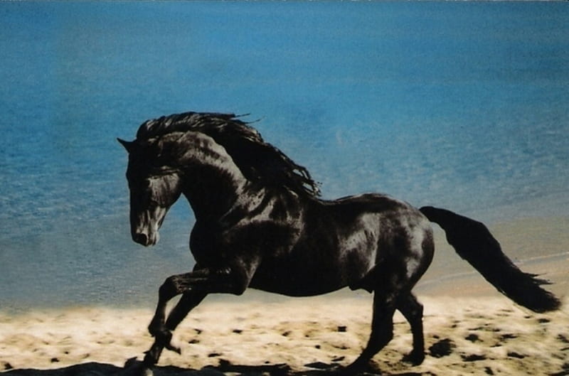 Black in Beach, stallion, cavalo, horse, animals, HD wallpaper