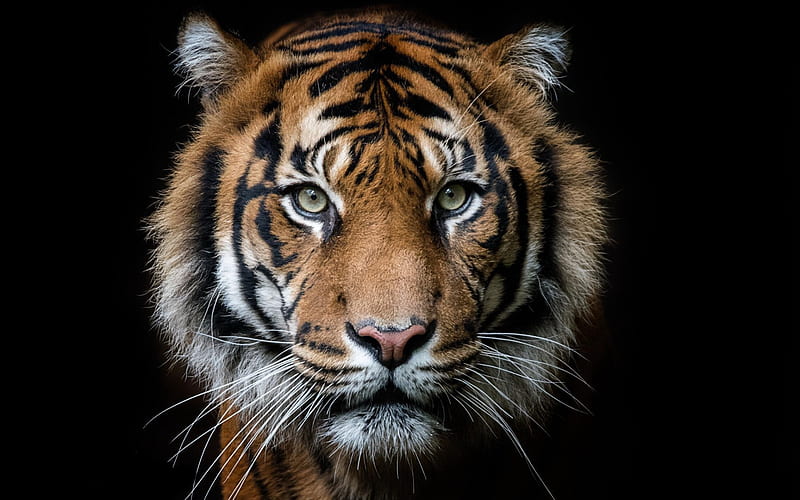 tiger, predator, muzzle, tiger on a black background, Africa, HD wallpaper