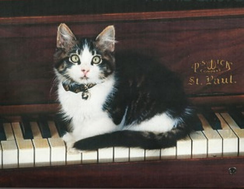 A Gray and white kitten on the piano keybroad, paws, keys, cue, Kitten, keyboard, piano, HD wallpaper