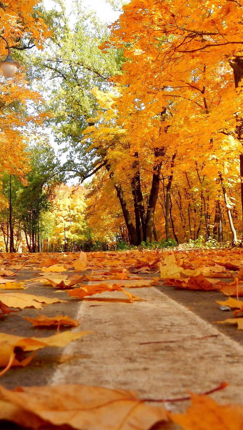 Autumn, falling, leaves, road, HD phone wallpaper