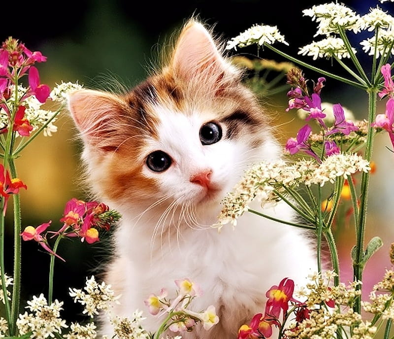 Cute Kitten, cute, Animal, Kitten, Flowers, HD wallpaper | Peakpx