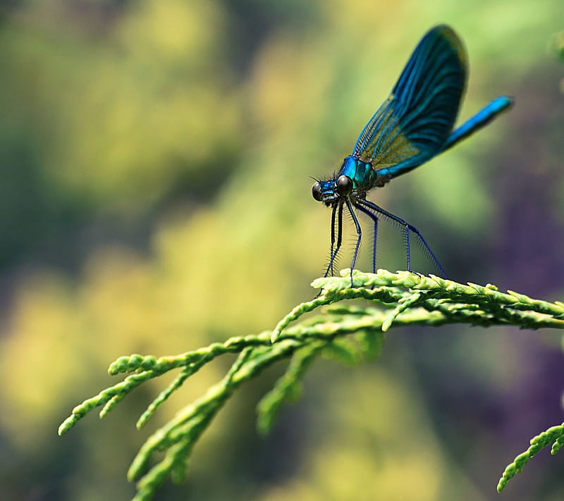 Blue Dragon, fly, insect, landscape, nature, plant, HD wallpaper