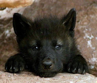 Midnight Wolf Pup - AQW