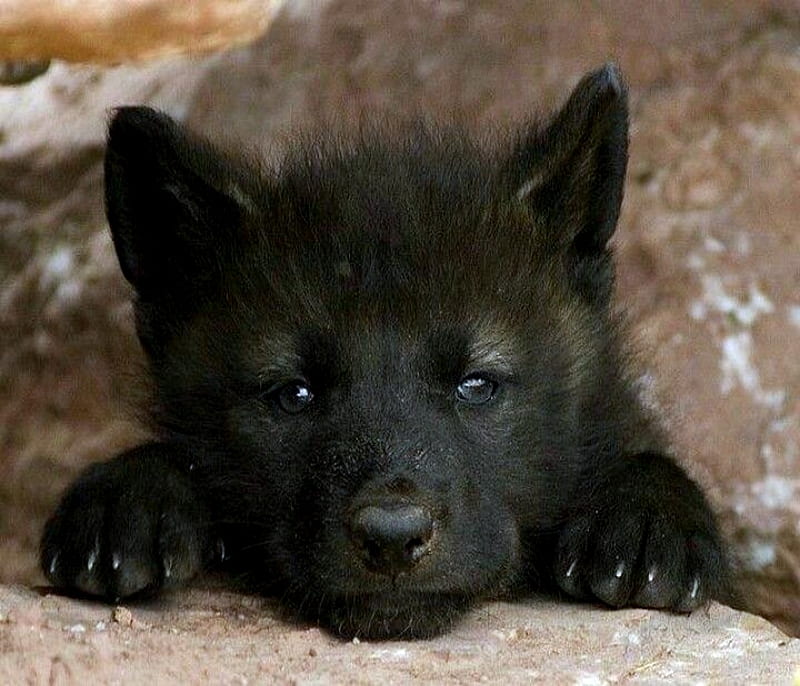 Paradoja Cenar pensión Cachorro de lobo negro, nieve, negro, lobo, patas, cachorro, lindo, Fondo  de pantalla HD | Peakpx