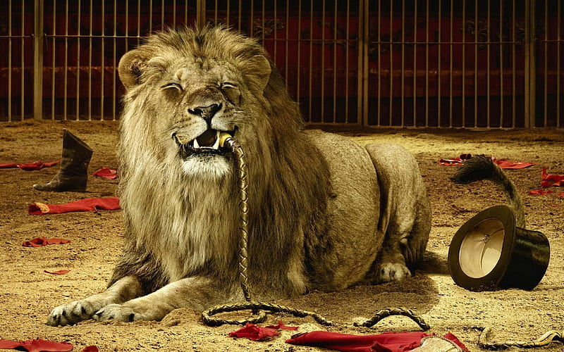 cruel lion-Animal graphy, HD wallpaper