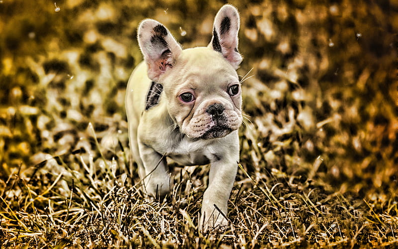 French bulldog, bokeh, dogs, autumn, close-up, white french bulldog, pets, cute  animals, HD wallpaper | Peakpx