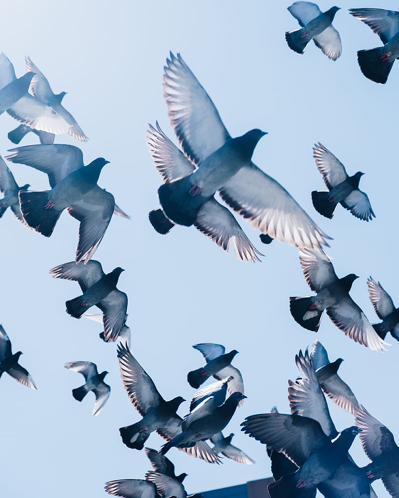 pigeons, birds, flight, sky, HD phone wallpaper
