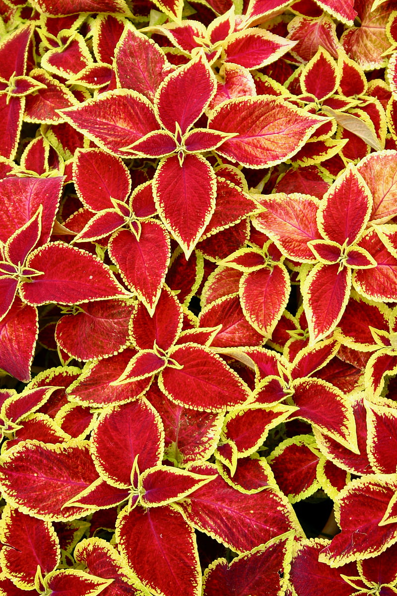 сoleus, plant, leaves, red, macro, HD phone wallpaper | Peakpx