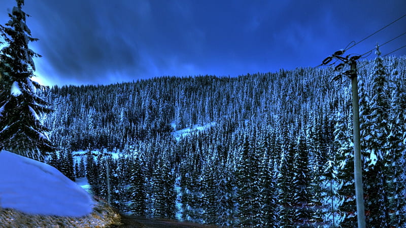 forest on a mountainside in winter r, mountain, forest, cables, poles, r, winter, HD wallpaper