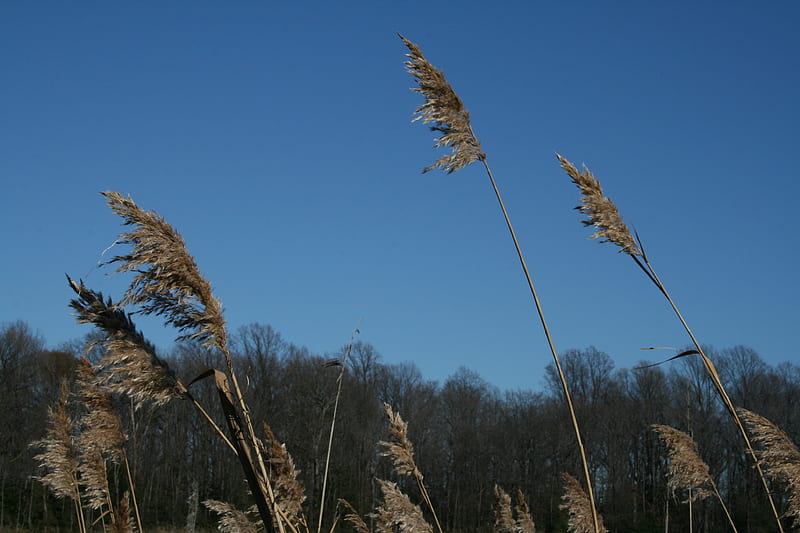 Reeds in the Marshlands, reeds, nature, sky, marshlands, HD wallpaper