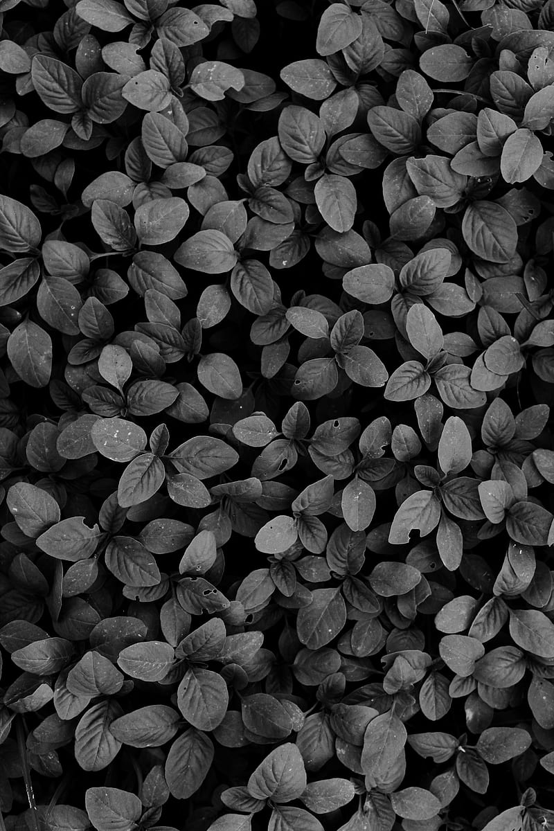 leaves, plants, bw, HD phone wallpaper