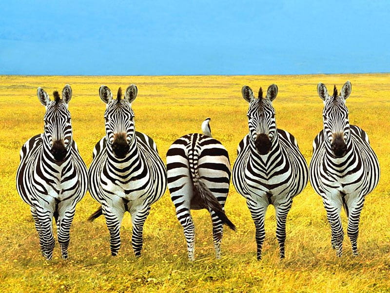 Someone is out of line!, cute, zebras, funny, animals, HD wallpaper