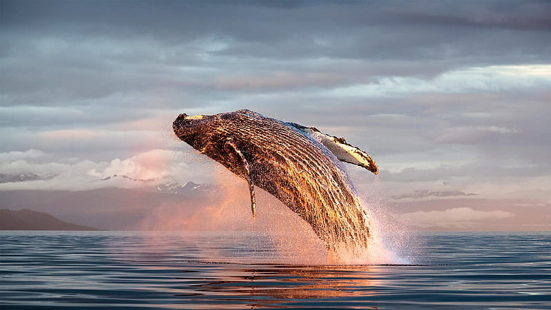 Animal, Humpback Whale, Sea Life, Whale, HD wallpaper