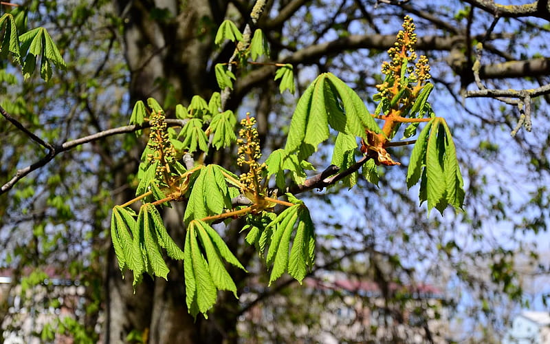 Chestnut in Spring, chestnut, spring, leaves, tree, Latvia, HD wallpaper
