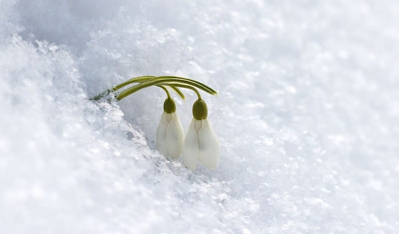 Snowdrops Spring Softness Winter Snow Flowers Nature Hd Wallpaper Peakpx 1967