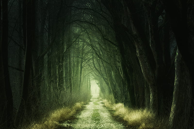 Gloomy forest, trees, dark, Nature, HD wallpaper | Peakpx