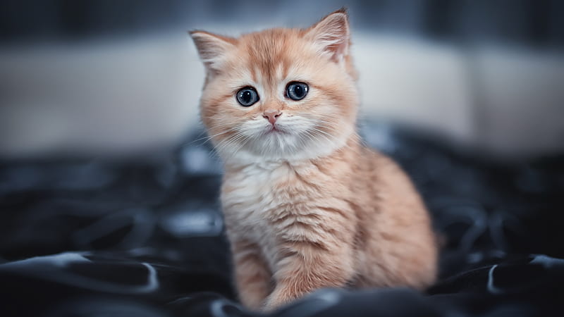 Cute Kitten , cat, animals, HD wallpaper